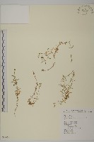 藏品(玉山卷耳)的圖片