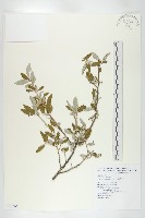 藏品(小葉胡頹子)的圖片