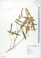 藏品(車桑子)的圖片