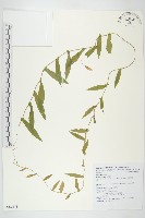 藏品()的圖片