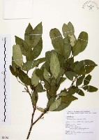 藏品(石苓舅)的圖片