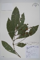 藏品(長穗馬藍)的圖片