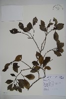 藏品(圓葉冬青)的圖片