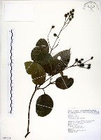 藏品(三葉山香圓)的圖片