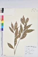 藏品(密花五月茶)的圖片