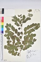 藏品(紅仔珠)的圖片