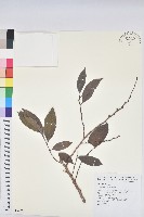 藏品(刺杜密)的圖片