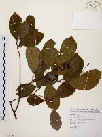 藏品(鼠刺)的圖片