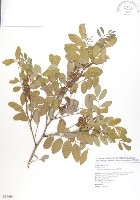 藏品(尖葉木藍)的圖片