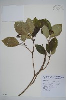 藏品(三菱果樹參)的圖片