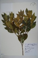 藏品(倒卵葉冬青、金平氏冬青)的圖片