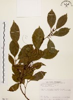 藏品(鼠刺)的圖片