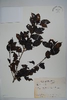 藏品(刻脈冬青)的圖片