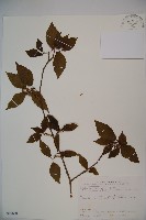 藏品(紅子莢迷)的圖片