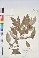 藏品(狹葉椆)的圖片