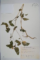 藏品(黃花鳳仙花)的圖片