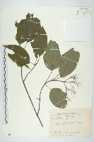 藏品(梜木)的圖片