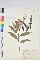 藏品(白校欑)的圖片