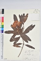 藏品(森氏杜鵑、森氏滿江紅)的圖片