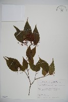 藏品(紅子莢迷)的圖片