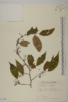 藏品(佩羅特木)的圖片