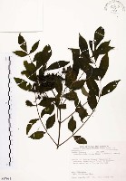 藏品(賊仔樹)的圖片