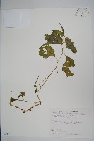 藏品(黃花鳳仙花)的圖片