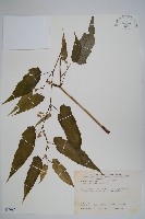 藏品(臺灣秋海棠)的圖片