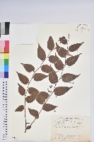 藏品(白珠樹)的圖片