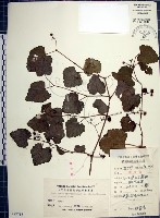 藏品(漢氏山葡萄)的圖片