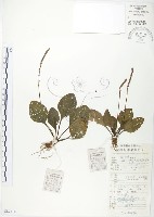 藏品(車前草)的圖片