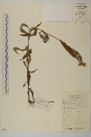 藏品(甘川紫菀)的圖片