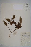 藏品(華西忍冬)的圖片