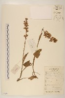 藏品(箭葉橐吾)的圖片