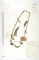 藏品(華北鳳毛菊)的圖片