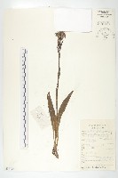 藏品(紫苞鳳毛菊)的圖片