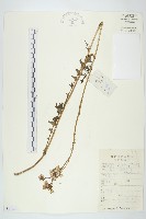 藏品(紅果黃鵪菜)的圖片