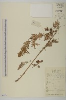 藏品(甘草蒿)的圖片