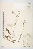 藏品(川西黃鵪菜)的圖片