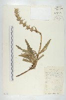 藏品(圓萼刺續斷)的圖片