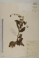 藏品()的圖片