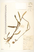 藏品(臭根)的圖片