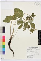藏品(小白頭翁、野棉花)的圖片