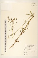 藏品(玉山毛蓮菜)的圖片