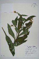 藏品(康復力)的圖片