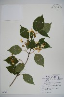 藏品(臺灣蝴蝶戲珠花、臺灣蝴蝶花)的圖片