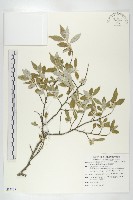 藏品(小葉胡頹子)的圖片