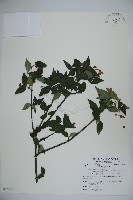 藏品(松田氏莢迷、宜昌莢迷)的圖片