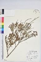 藏品(毛蕊花)的圖片