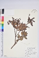 藏品(臺灣馬醉木)的圖片